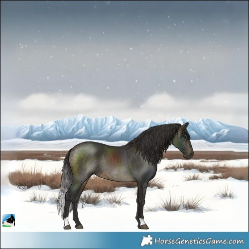 Horse Color:Buckskin Rabicano 
