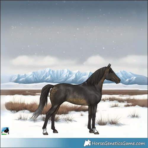 Horse Color:Buckskin Rabicano 