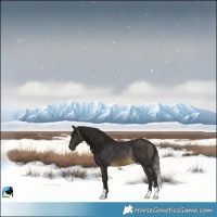 Horse Color:Buckskin Mushroom Rabicano 