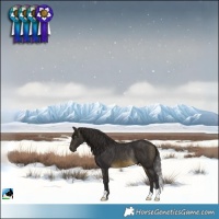 Horse Color:Buckskin Mushroom Rabicano