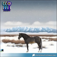 Horse Color:Buckskin Mushroom Rabicano 