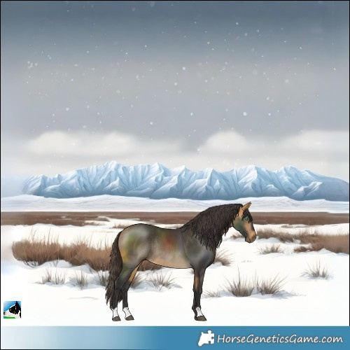 Horse Color:Buckskin Mushroom Rabicano 