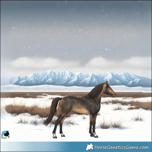 Horse Color:Buckskin Mushroom Rabicano 