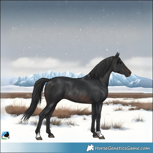 Horse Color:Brown Rabicano 