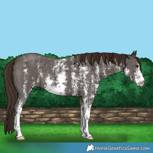 Horse Color:Liver Chestnut Sabino 