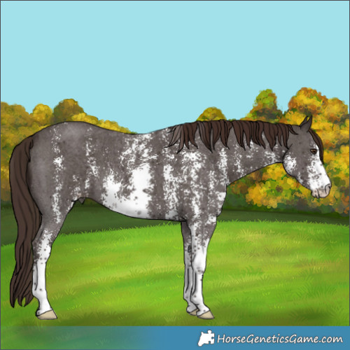 Horse Color:Liver Chestnut Sabino 