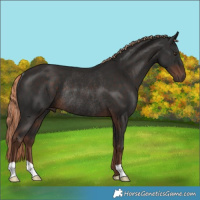Horse Color:Liver Chestnut Rabicano 