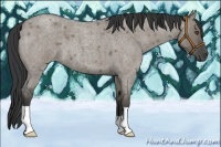 Horse Color:Grullo Roan 