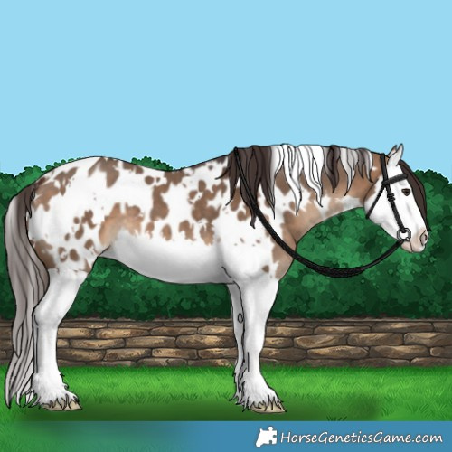 Horse Color:White Spotted Bay Dun Splash Blanket