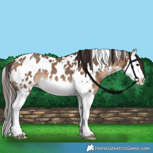 Horse Color:White Spotted Bay Dun Splash Appaloosa 