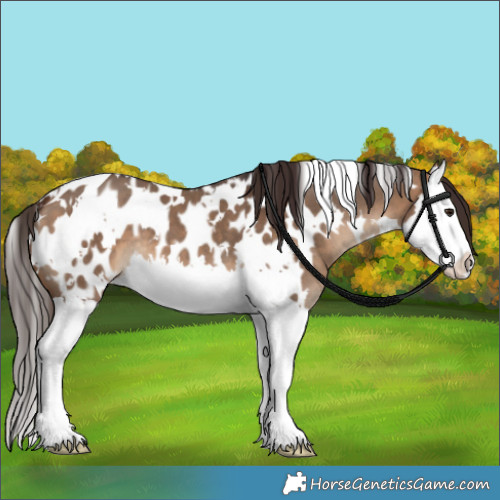 Horse Color:White Spotted Bay Dun Splash Blanket 