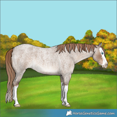 Horse Color:Liver Red Dun Roan Splash
