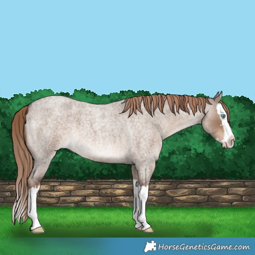 Horse Color:Liver Red Dun Roan Splash