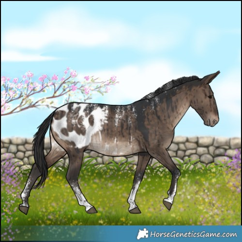 Horse Color:Powder White Brown Dun Appaloosa Rabicano Brindle 