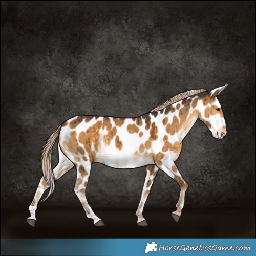 Horse Color:Chocolate Palomino Dun Appaloosa Brindle 