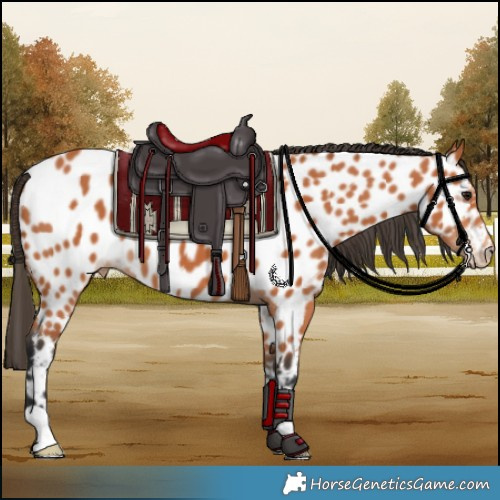 Horse Color:Bay Near Leopard 