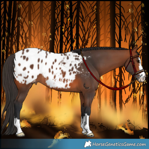 Horse Color:Bay Appaloosa 