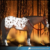 Horse Color:Bay Blanket