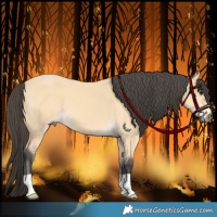 Horse Color:Buckskin 