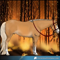 Horse Color:Palomino