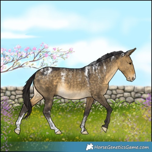 Horse Color:Powder White Buckskin Dun Rabicano 