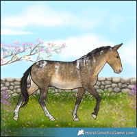 Horse Color:Powder White Buckskin Dun Rabicano