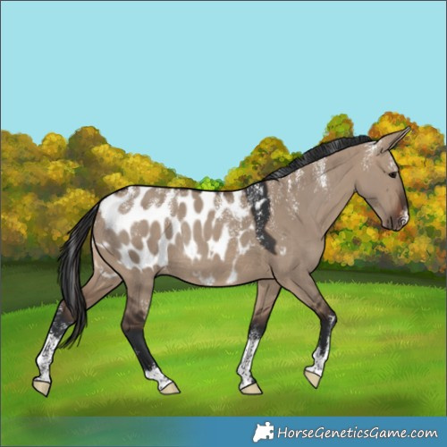 Horse Color:Powder White Brown Dun Appaloosa Rabicano 