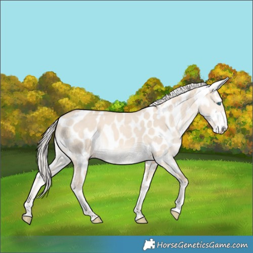 Horse Color:Cremello Dun Appaloosa 