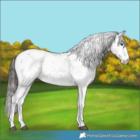 Horse Color:Bay Sabino