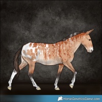 Horse Color:Powder White Bay Dun Blanket Brindle 