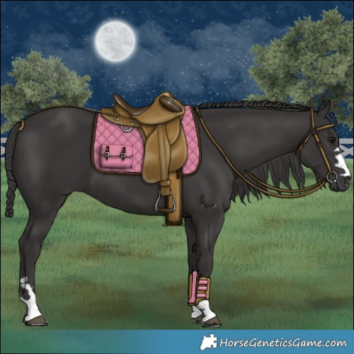 Horse Color:Smoky Black
