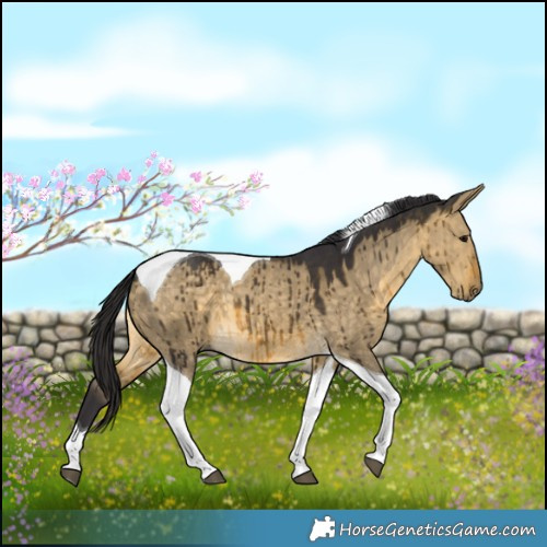 Horse Color:Buckskin Dun Tobiano Brindle 