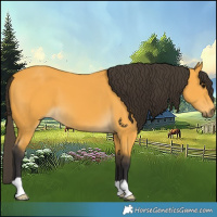 Horse Color:Buckskin 