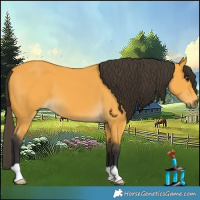 Horse Color:Buckskin 