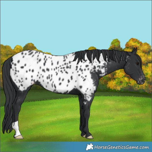 Horse Color:Black Appaloosa 