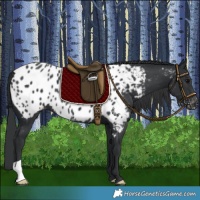 Horse Color:Black Appaloosa