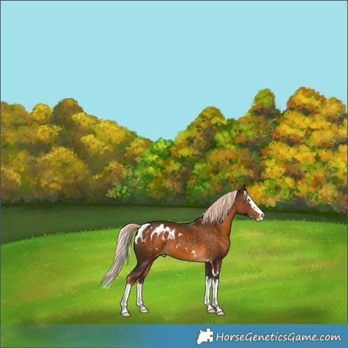 Horse Color:Chocolate Palomino Splash Skewed Appaloosa 