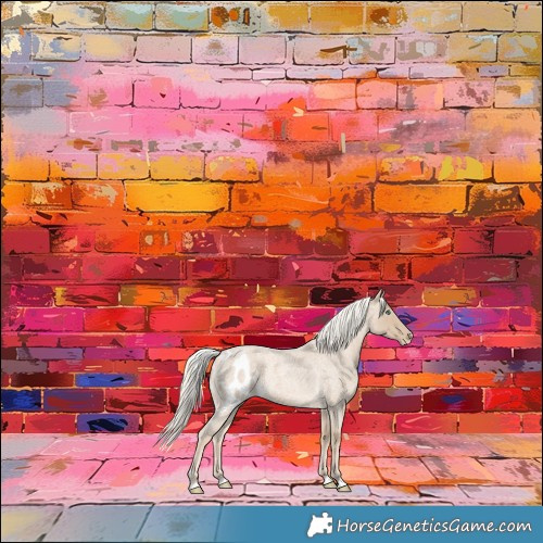 Horse Color:Cremello Roan Skewed Appaloosa