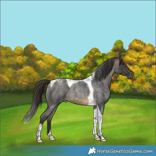 Horse Color:Buckskin Roan Tobiano Appaloosa 