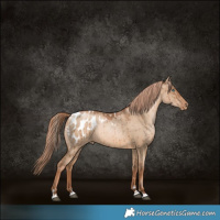 Horse Color:Liver Red Dun Pearl Appaloosa Brindle