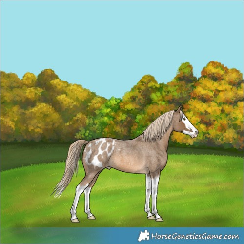 Horse Color:Chocolate Palomino Roan Splash Appaloosa 