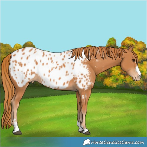 Horse Color:Chestnut Appaloosa