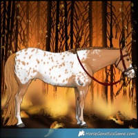 Horse Color:Chestnut Near Leopard