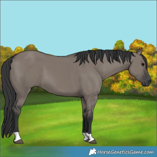 Horse Color:Grullo