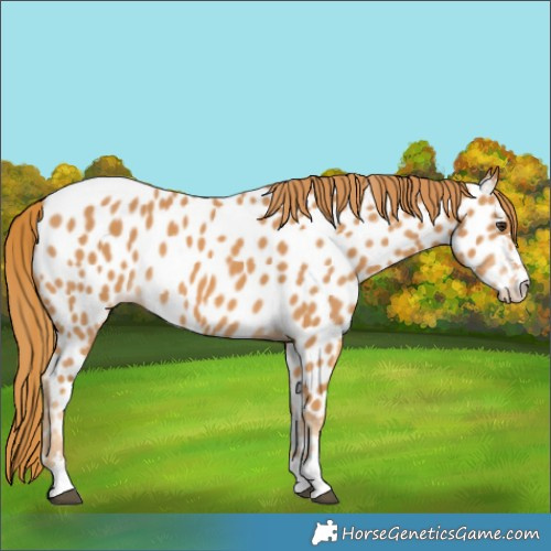Horse Color:Chestnut Appaloosa 