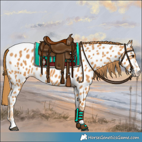Horse Color:Chestnut Appaloosa 