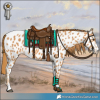 Horse Color:Chestnut Near Leopard 