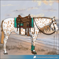 Horse Color:Chestnut Appaloosa