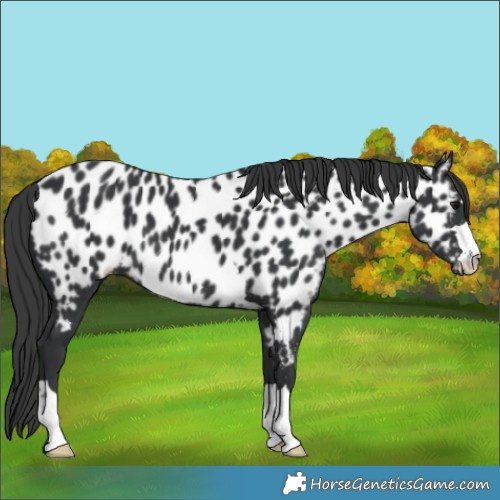 Horse Color:Black Appaloosa