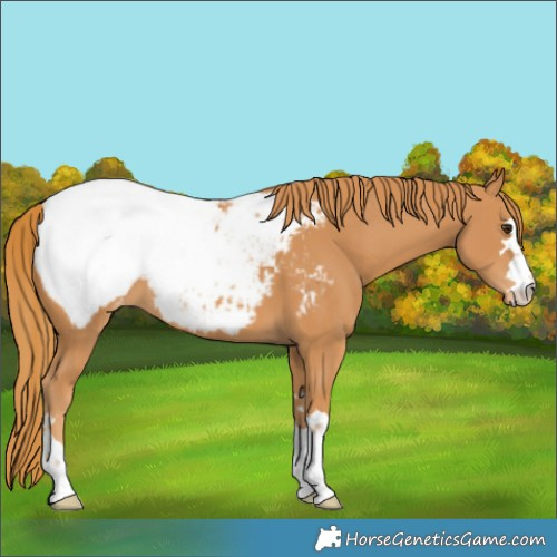 Horse Color:Chestnut Appaloosa 